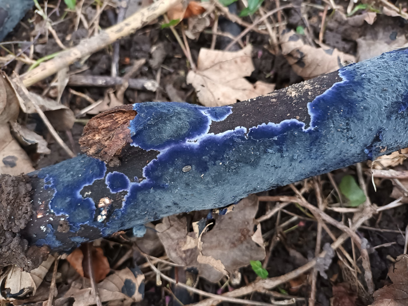 Photo by Jesper Launder Terana caerulea by Jesper Launder